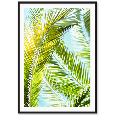 Palm 1