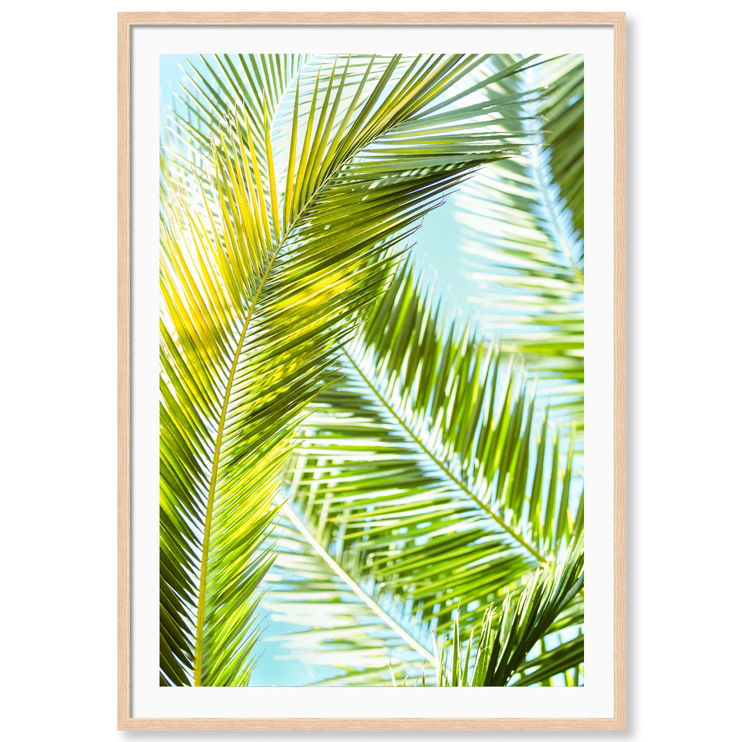 Palm 1
