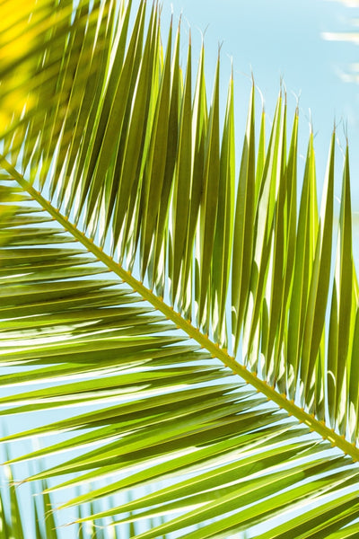 Palm 2 8X12 / Print Only Prints