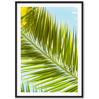 Palm 2