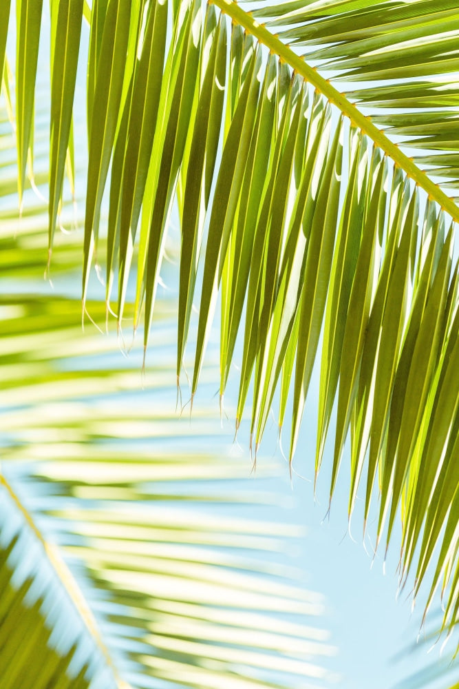 Palm 3 8X12 / Print Only Prints