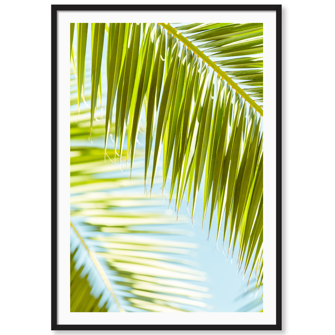 Palm 3