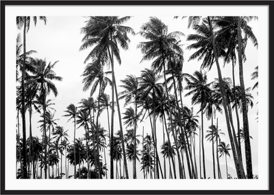 Palms on Palms