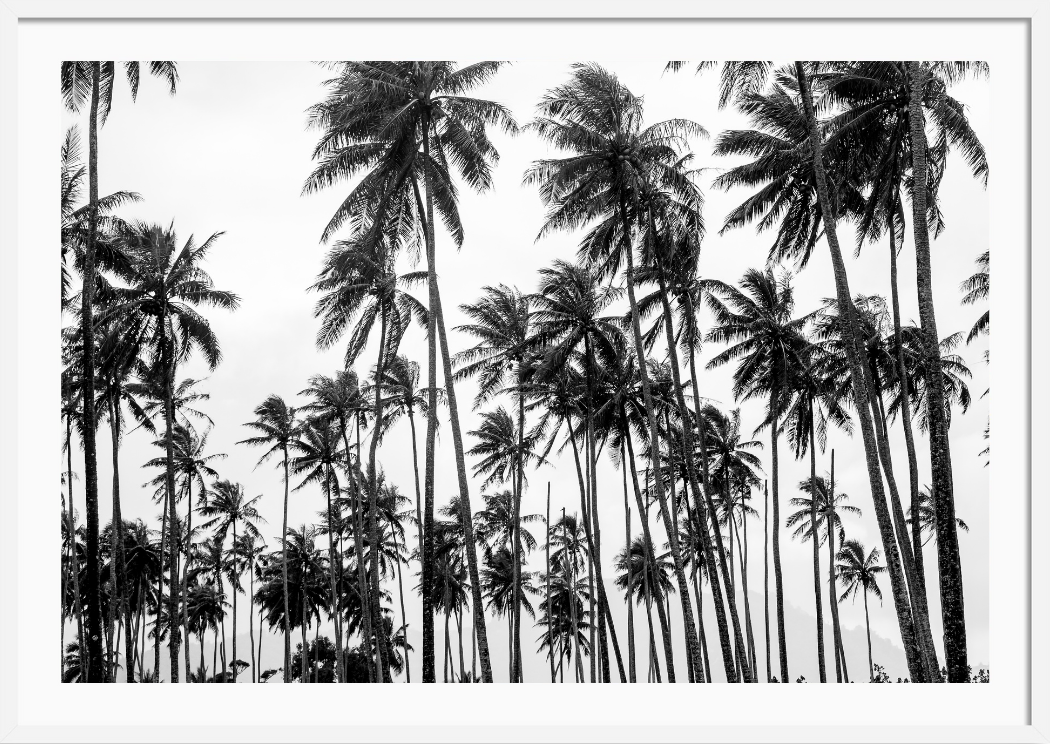 Palms on Palms