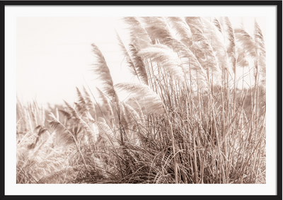 Pampas in the Wind