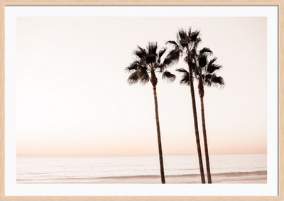 Peach Sunset Palms