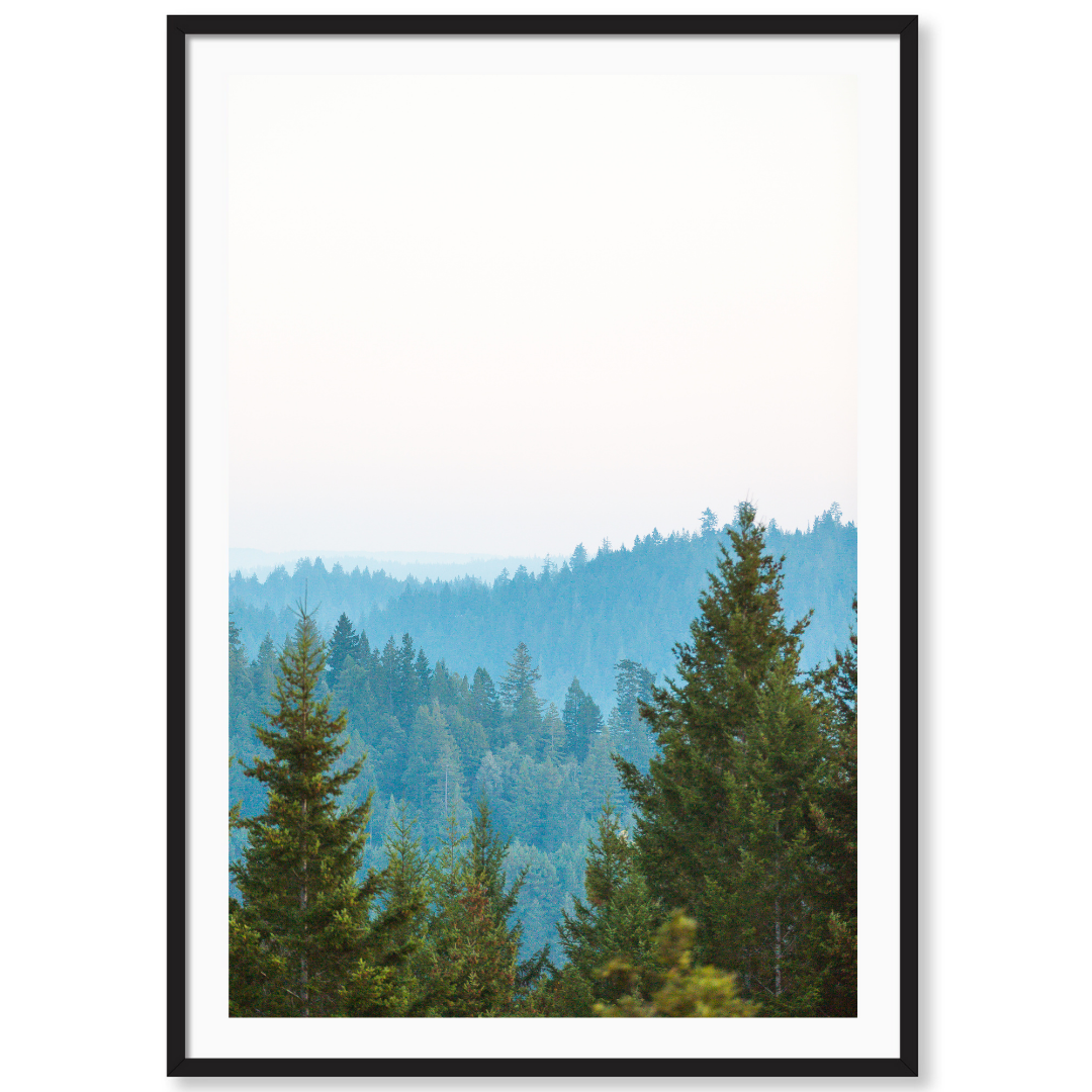 Redwoods 1