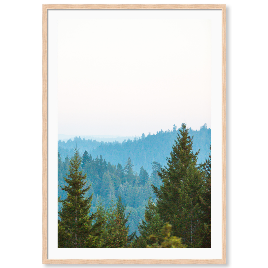 Redwoods 1