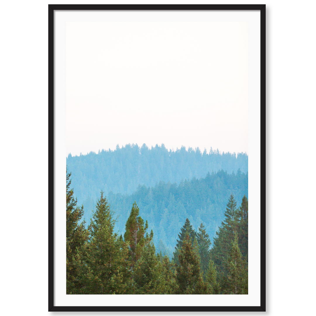 Redwoods 2