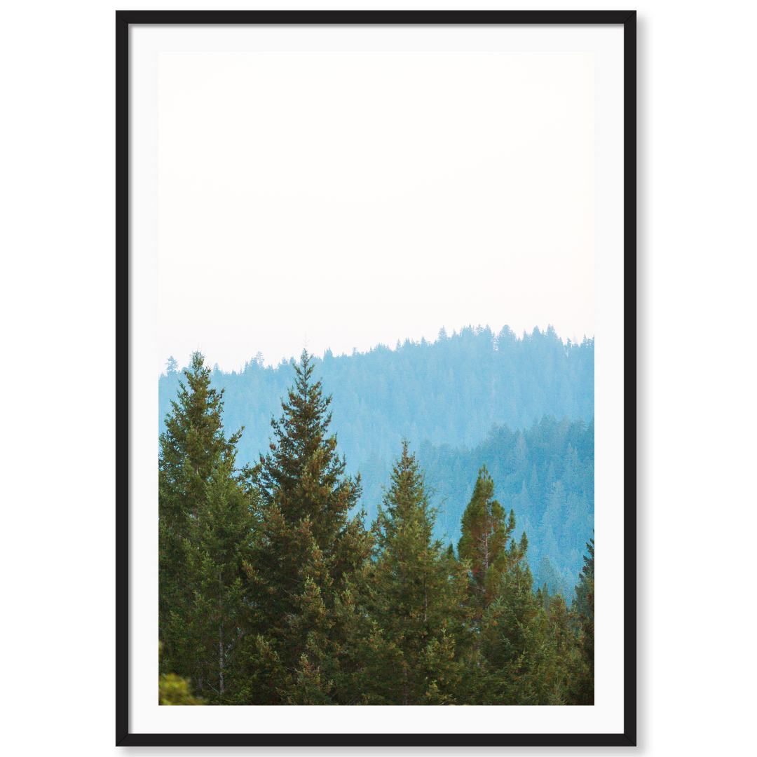 Redwoods 3