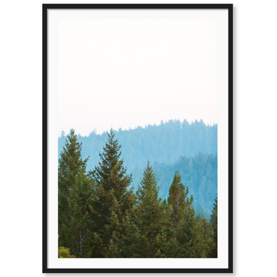 Redwoods 3