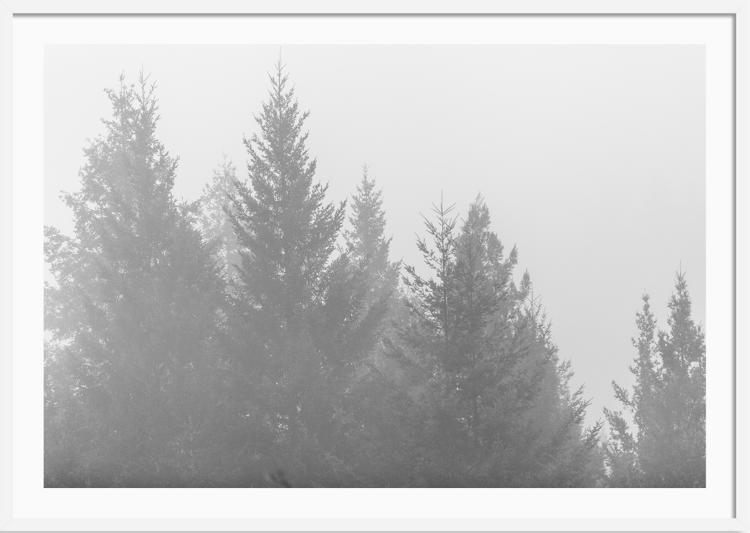 Redwoods Black and White
