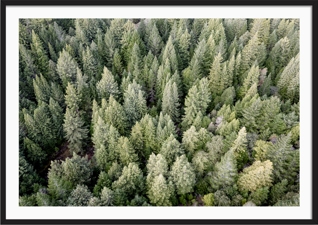 Redwoods View From Above