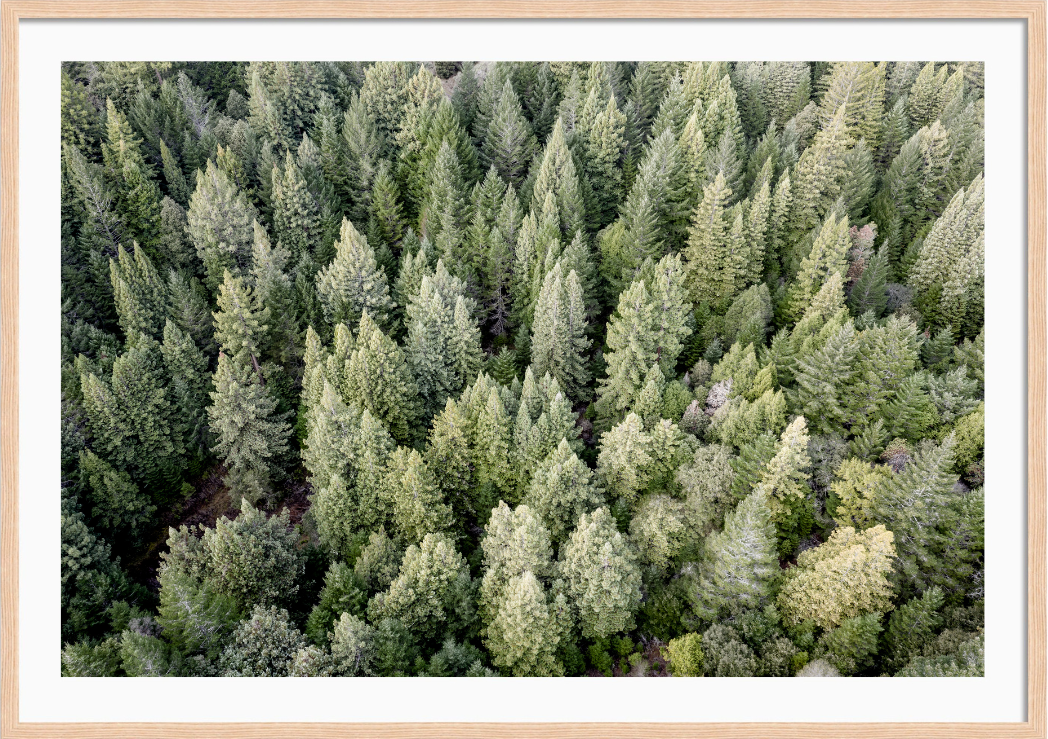 Redwoods View From Above