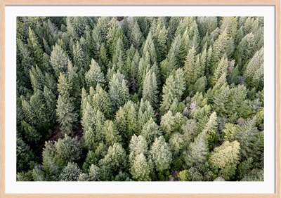Redwoods View From Above
