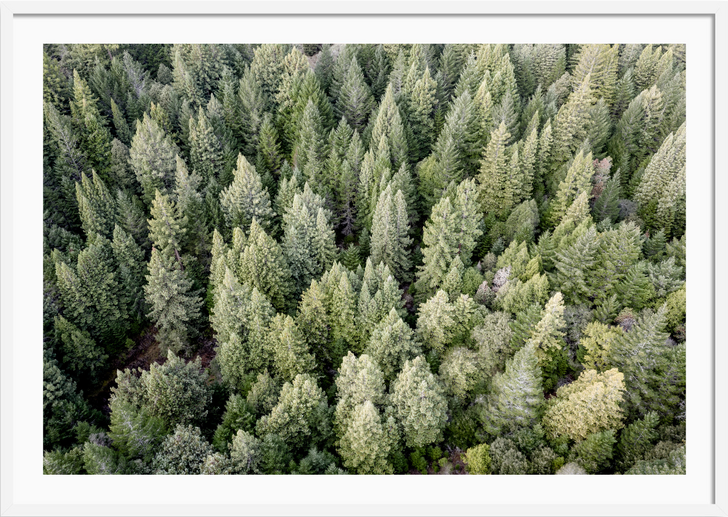 Redwoods View From Above