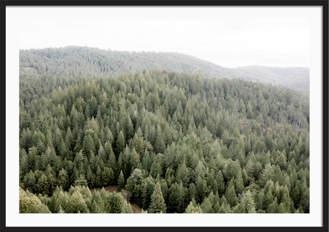 Rolling Redwoods
