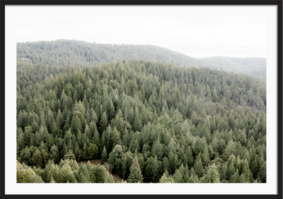 Rolling Redwoods