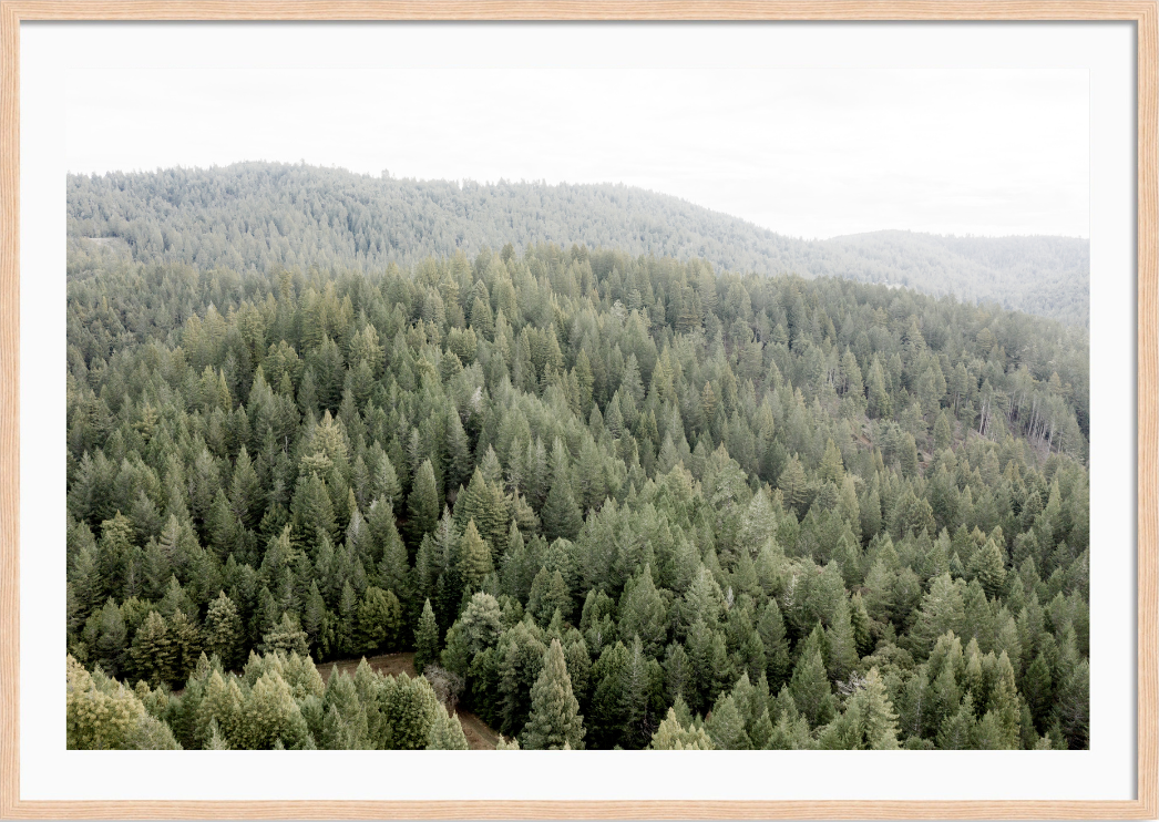 Rolling Redwoods