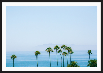 Santa Barbara Coast Palms