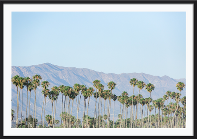 Santa Barbara Palms