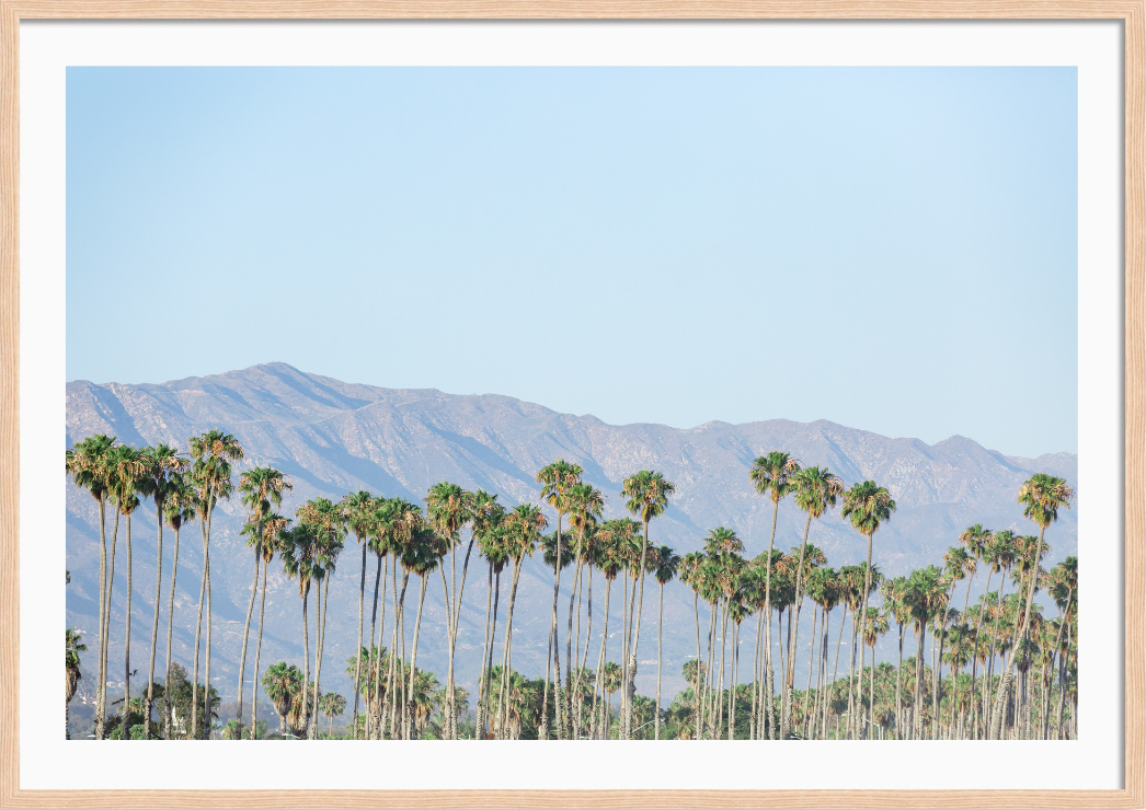 Santa Barbara Palms