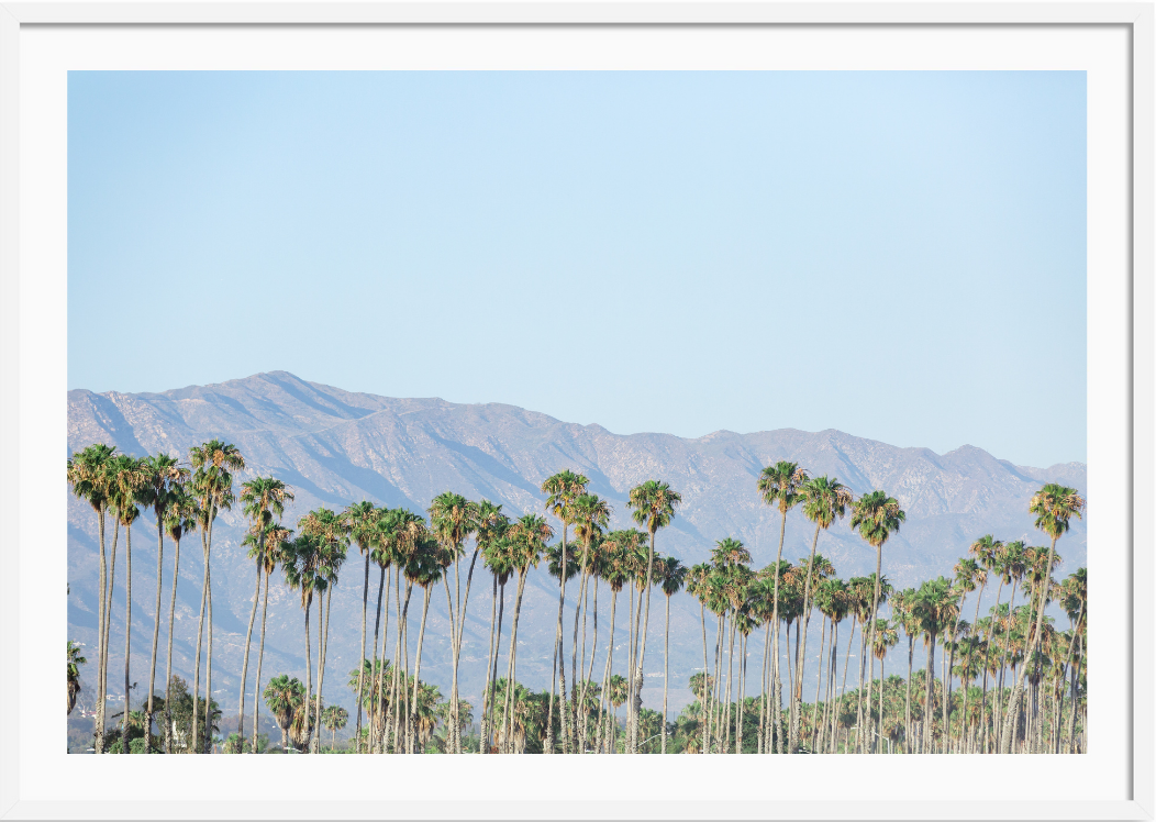 Santa Barbara Palms