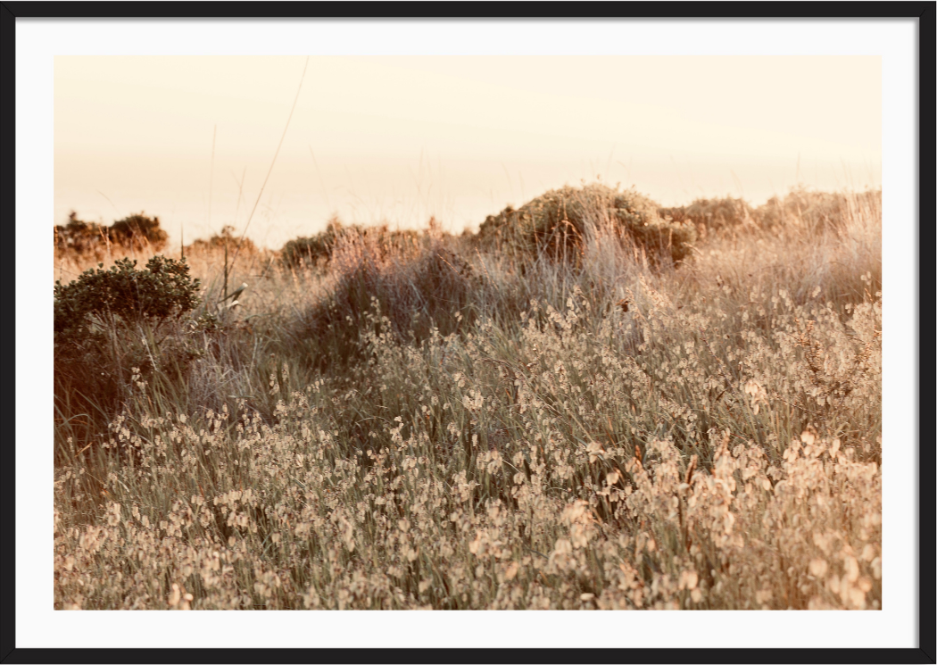 Sun-Kissed Field