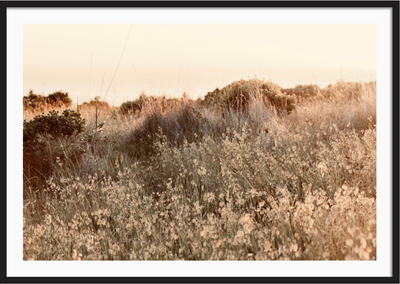 Sun-Kissed Field