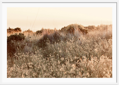 Sun-Kissed Field