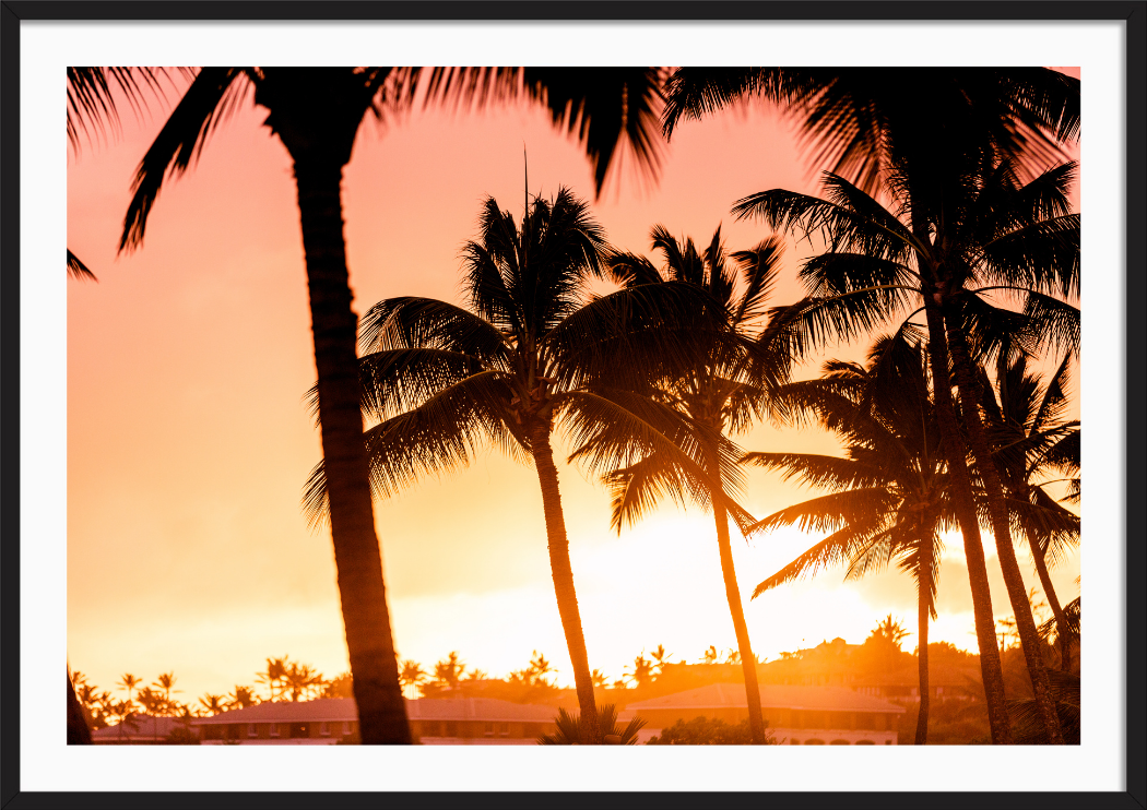 Sun Kissed Palms