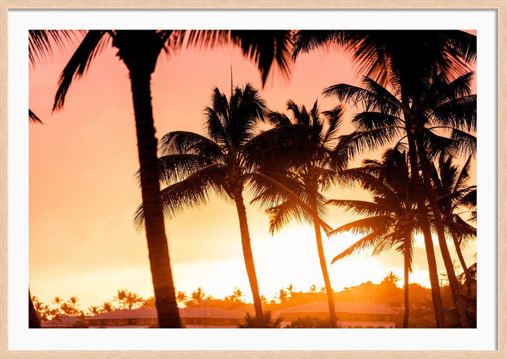 Sun Kissed Palms