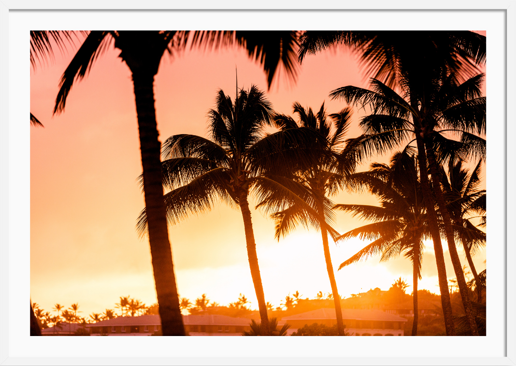 Sun Kissed Palms
