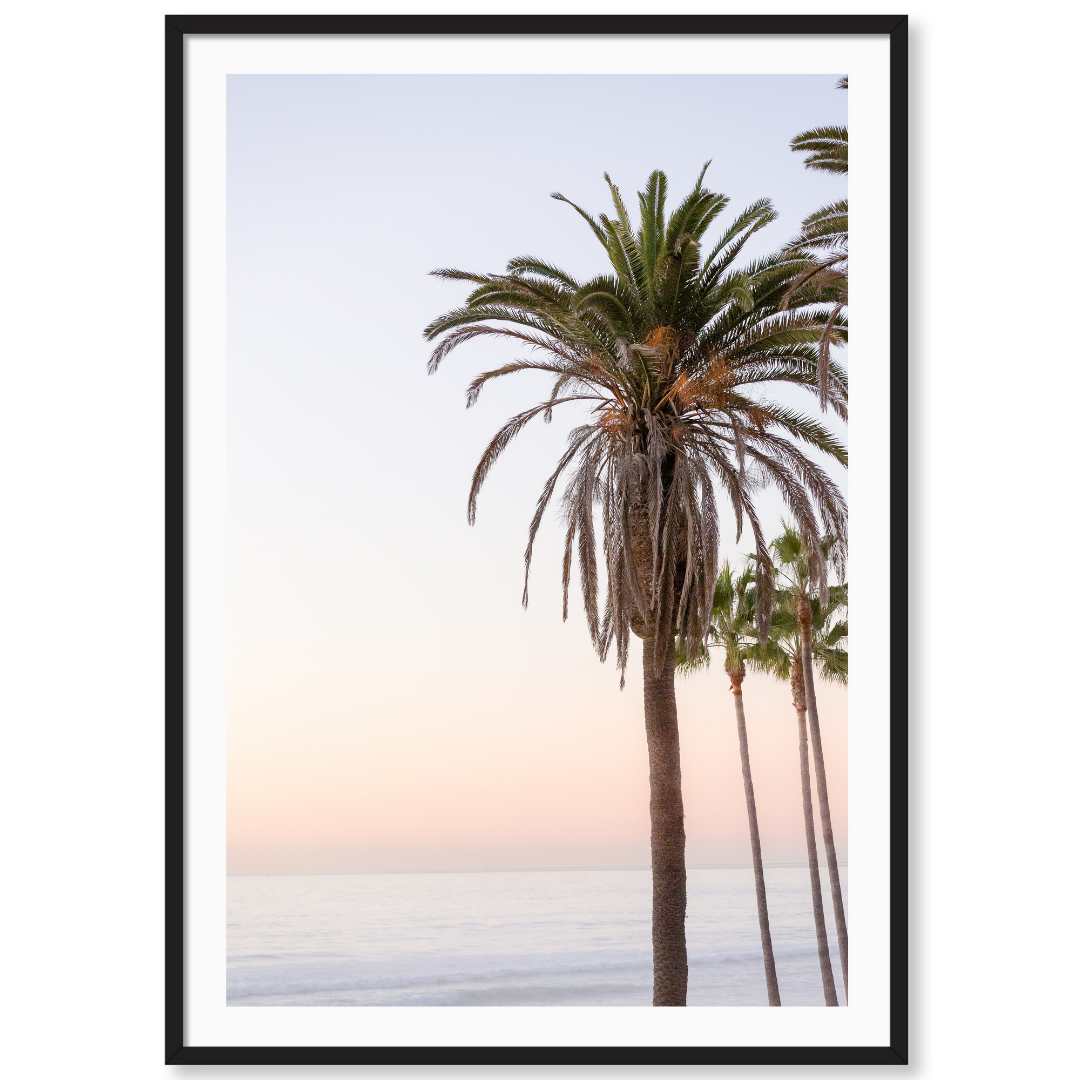 Sunset Palms
