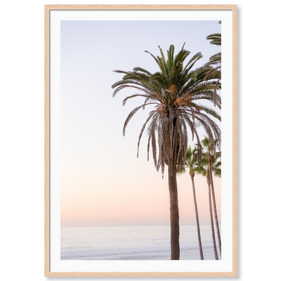 Sunset Palms